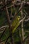 Wet orange-winged amazon Amazona amazonica sits on branches in the jungle in the rain. It is a resident breeding bird in