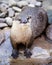 Wet Oriental Small-clawed Otter Standing in Riverbed on Rock
