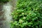 wet pachysandra terminalis green carpet with inflorescence