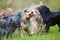 Wet pack of Australian Shepherds