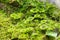 Wet Palm Tree moss, ground moss at Kinabalu national park, Malay