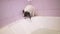 Wet Papillon dog stands in bathroom stock footage video