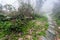 wet path in forest in rainy misty spring day