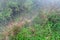 wet path at meadow in rainforest in spring