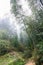 wet path in mist rainforest in area of Dazhai