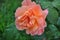 Wet Peach Rose. A peach colored rose that is still wet with rain drops