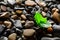 Wet pebbles with green sprout background