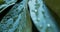 Wet peony leaves studio shot. Low lightening, water drops,