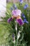 Wet petals of purple Iris bearded in the garden