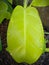 Wet philodendron lemon lime leaves