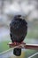 Wet Pigeon with Bread Crumbs on Beak