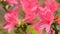 Wet pink azalea flowers