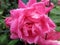 Wet Pink Rose Close-up
