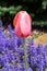 Wet Pink Tulip and Ajuga Flowers