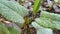 Wet Plants Leaves After Rain