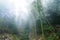 wet plants in mist rainforest in area of Dazhai