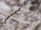 Wet plants, snow and blurred background