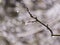 Wet plants, snow and blurred background