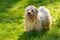 Wet playful Havanese dog is waiting for a water beam