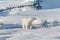 Wet polar bear going on pack ice in Arctic sea