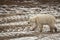 Wet Polar Bear Walking through Snow and Mud