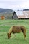 Wet pony eating grass in front of barn