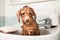 Wet poodle puppy taking bath in basin