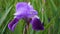 Wet Purple Bearded Iris Loop