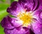 Wet purple rambler rose blossom
