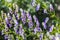 The wet purple and white aconite flowers or Aconitum napellus with two yellow bees on a green blurred background