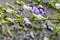 The wet purple and white aconite flowers or Aconitum napellus with water drops on a blurred background