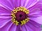 Wet Purple Zinnia Flower in August