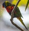 Wet rainbow lorikeet parrot
