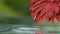 Wet red daisy gerbera flower with water drops on