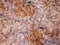 Wet red marble with pink spots and dark veins. Marble background