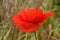 Wet red poppy