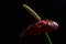 Wet red tailflower Anthurium andraeanum with dominant yellow spadix , black background, view from left side.