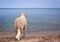 Wet retriever standing on shoreline looking out to sea