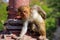 Wet Rhesus macaque sitting on a stone wall in Jaipur, Rajasthan, India