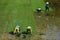 Wet rice cultivation at paddy field in Vietnam