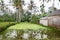 Wet rice field and tall palm trees next to a tiled building in Bali