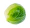 wet ripe brussels sprout cutout on white