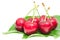 Wet ripe cherry berry fruits with water droplets