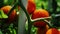 Wet ripe red tomatoes on green bush  ready to harvest, selective focus 4k video