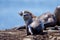 Wet river otter looks back whie two others climb on rocks at low tide