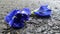 Wet road and falling blue Butterfly pea flowers after the heavy rain