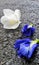 Wet road and falling white snowy orchid and blue Butterfly pea flowers after the rain
