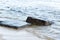 Wet rocks being washed by waves of the sea