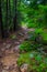 Wet rocky hiking path in Acadia National Park, Maine