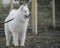 Wet Samoyed Dog near the leash fence Background